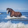 Horse At Beach Paint By Numbers