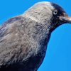 Jackdaw Paint By Numbers