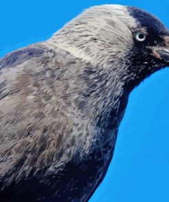 Jackdaw Paint By Numbers