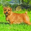 Brown Norfolk Terrier Paint By Numbers