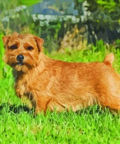 Brown Norfolk Terrier Paint By Numbers