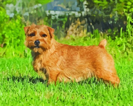 Brown Norfolk Terrier Paint By Numbers