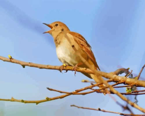 Nightingale Bird Paint By Numbers