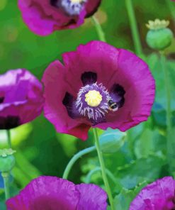 Purple Poppies Paint By Numbers