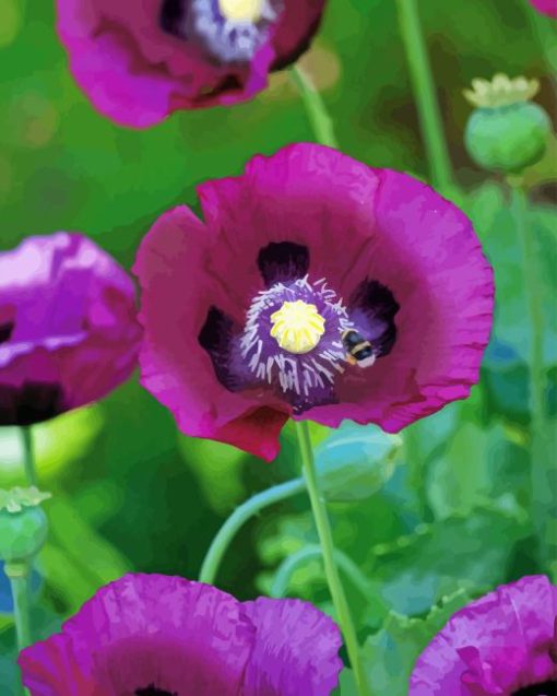 Purple Poppies Paint By Numbers