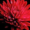 Red Chrysanthemum Paint By Numbers