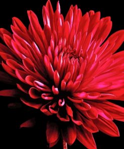 Red Chrysanthemum Paint By Numbers