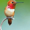 Rufous Hummingbird Paint By Numbers