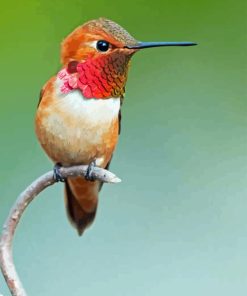 Rufous Hummingbird Paint By Numbers