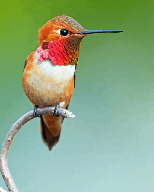 Rufous Hummingbird Paint By Numbers