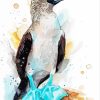 Blue Footed Booby Paint By Numbers