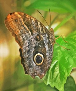 Butterfly Owl Paint By Numbers