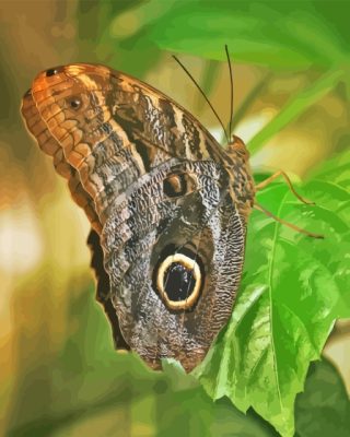 Butterfly Owl Paint By Numbers