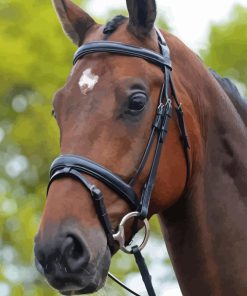 Horse With Bridle Paint By Numbers