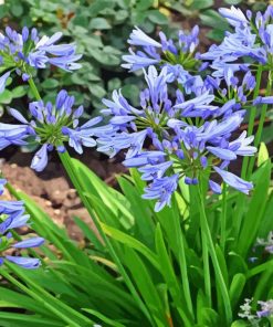 Agapanthus Plant Paint By Numbers