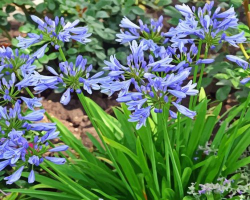 Agapanthus Plant Paint By Numbers