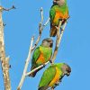 Senegal Parrot Paint By Numbers