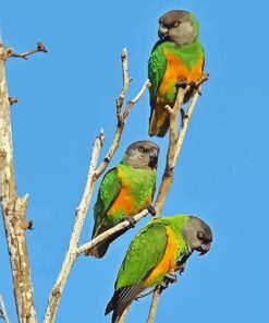 Senegal Parrot Paint By Numbers