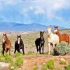 Horses In Arizona Paint By Numbers