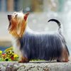 Silky Terrier Paint By Numbers