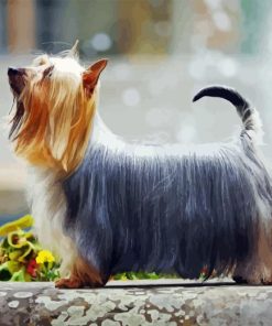 Silky Terrier Paint By Numbers