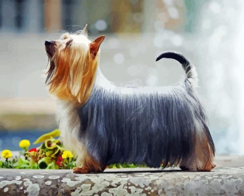 Silky Terrier Paint By Numbers