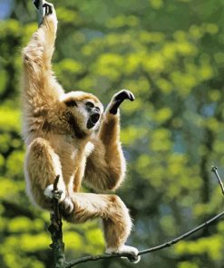 Gibbon Monkey Paint By Numbers