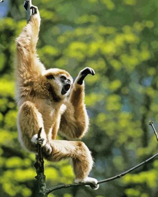 Gibbon Monkey Paint By Numbers