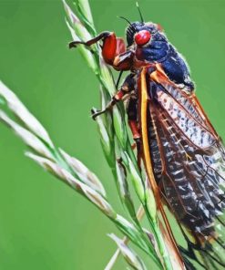 Cicada Paint By Numbers