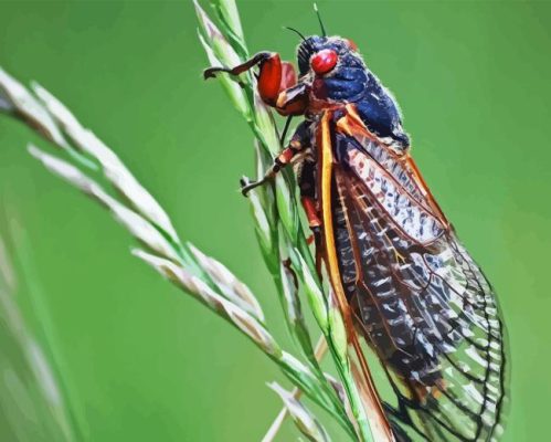 Cicada Paint By Numbers