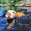 Dog Swimming Paint By Numbers