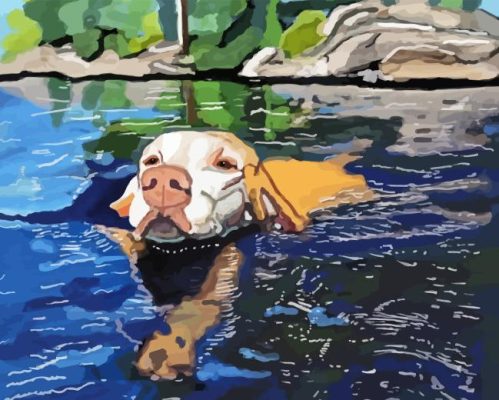 Dog Swimming Paint By Numbers