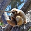 Gibbon Eating Paint By Numbers