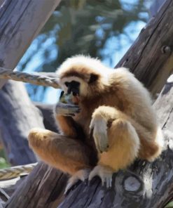 Gibbon Eating Paint By Numbers