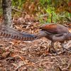 Grey Lyrebird Paint By Numbers