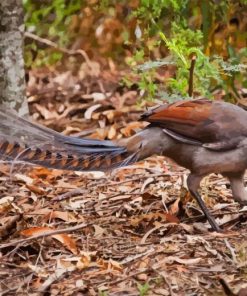 Grey Lyrebird Paint By Numbers