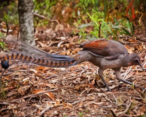 Grey Lyrebird Paint By Numbers