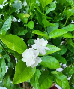 Jasminum Sambac Paint By Numbers