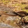 Lyrebird Side View Paint By Numbers