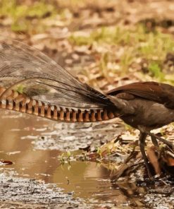 Lyrebird Side View Paint By Numbers