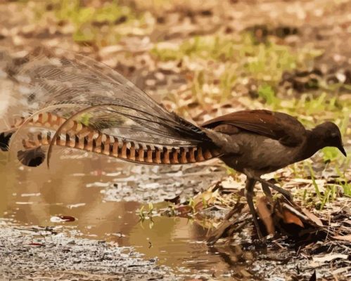 Lyrebird Side View Paint By Numbers