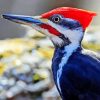 Pileated Woodpecker Paint By Numbers