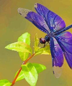 Dragonfly Wings Paint By Numbers