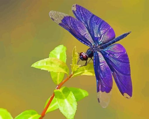 Dragonfly Wings Paint By Numbers