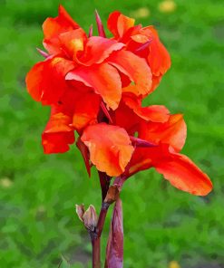 Red Canna Lily Paint By Numbers