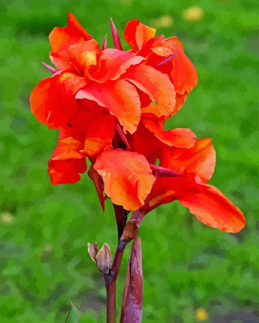 Red Canna Lily Paint By Numbers