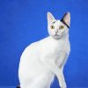 Japanese Bobtail Paint By Numbers