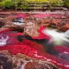 Cano Cristales Paint By Numbers