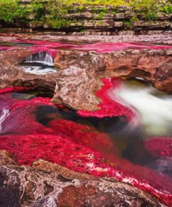 Cano Cristales Paint By Numbers