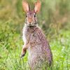 Cottontail Rabbit Paint By Numbers